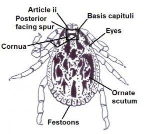 Adult male dorsal features diagram 1