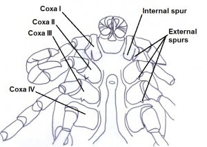 Adult female ventral features diagram 2