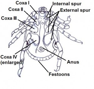 Adult male ventral features diagram 1