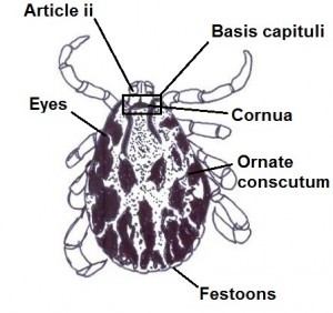 Dermacentor marginatus male 1