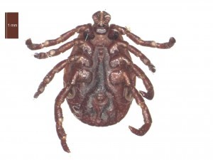 Adult female ventral features 1