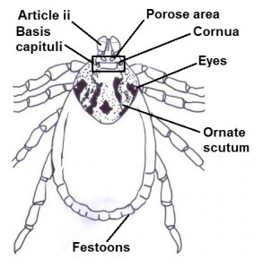 Dermacentor marginatus diagram 1