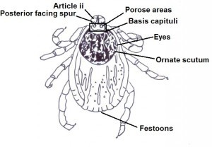 Adult female dorsal features diagram 1