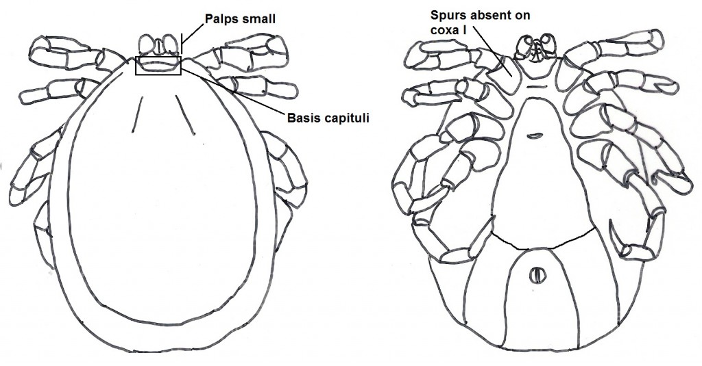 male key 10b