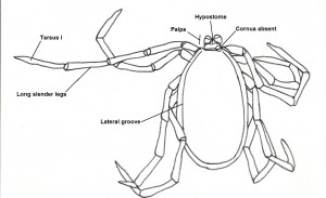 malevdorsal