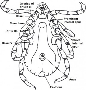 maleventral 1