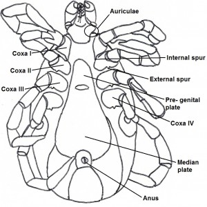 maleventral 1