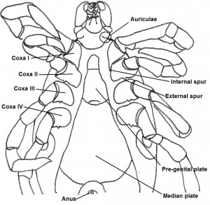 maleventral 2