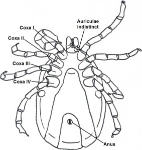 maleventral