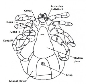 maleventral