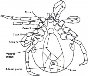 maleventral