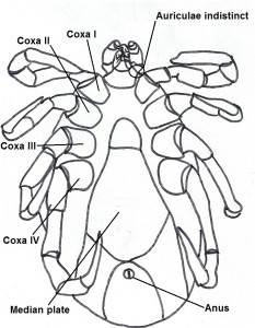 maleventral