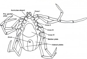 maleventral