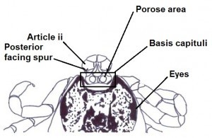 Adult female dorsal features diagram 2
