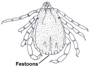 Festoons (central festoon, parma and paracentral festoons)