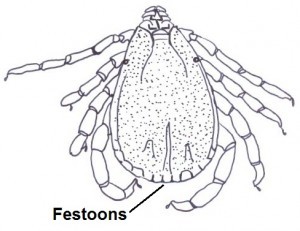 Festoons (central festoon, parma and paracentral festoons)