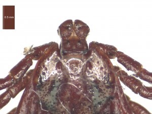 Adult female dorsal features 2