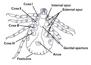 Dermacentor marginatus diagram 2