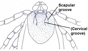 Scapular groove