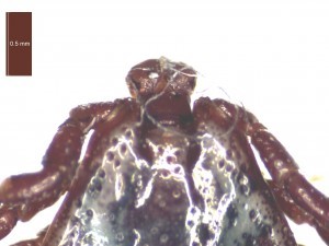 Adult male dorsal features 2