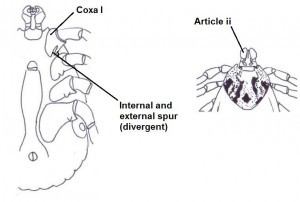 Dermacentor diagram