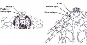 Article iii diagram