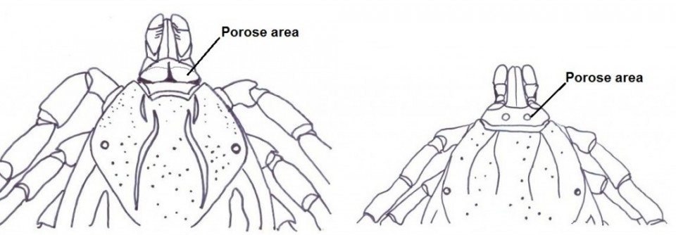 Porose areas