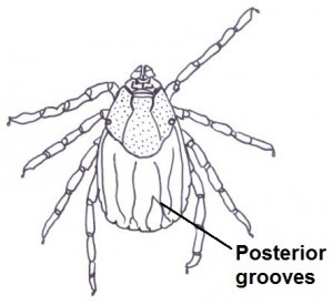 Posterior grooves/ridges