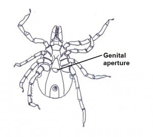 Genital aperture