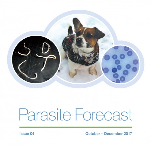 Winter Parasite Forecast: Issue 4