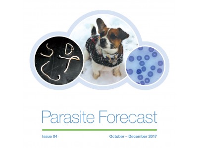 Winter Parasite Forecast: Issue 4