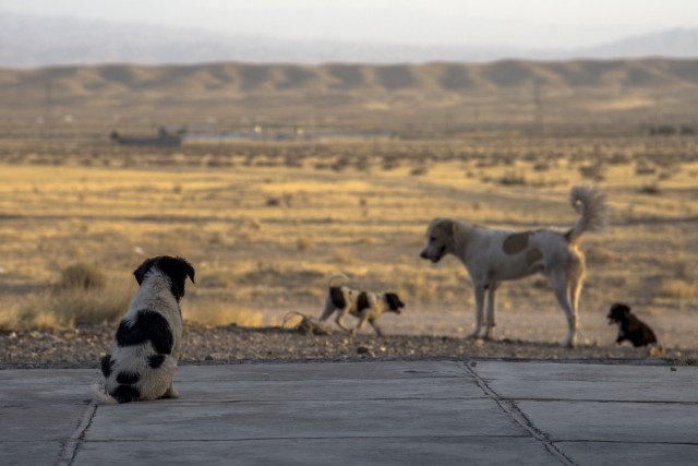 Statement of principal on the import of rescue dogs from abroad