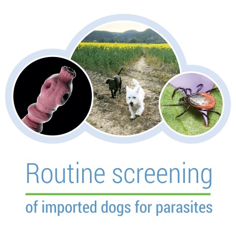 Routine screening of imported dogs for parasites