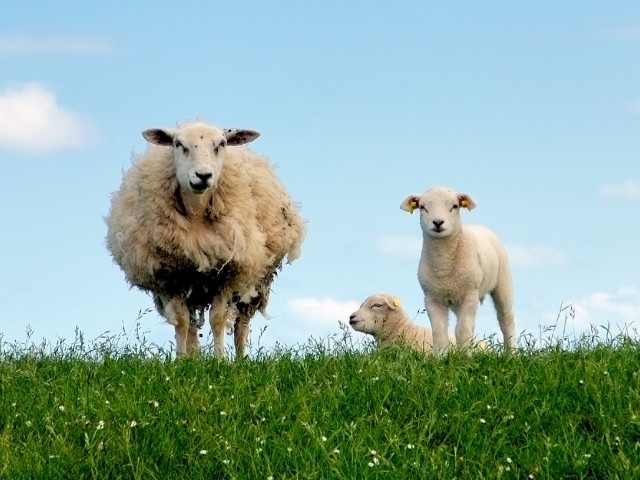 Hydatid disease in British sheep